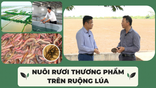 Nuôi rươi thương phẩm trên ruộng lúa