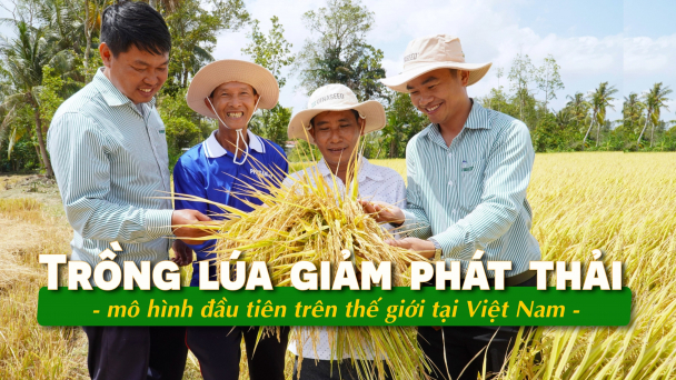 Cuộc cách mạng giống lúa chất lượng cao