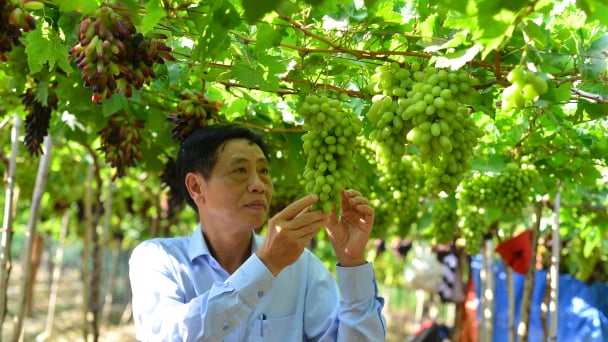Lễ hội Nho và Vang Ninh Thuận: Tôn vinh giá trị cây nho