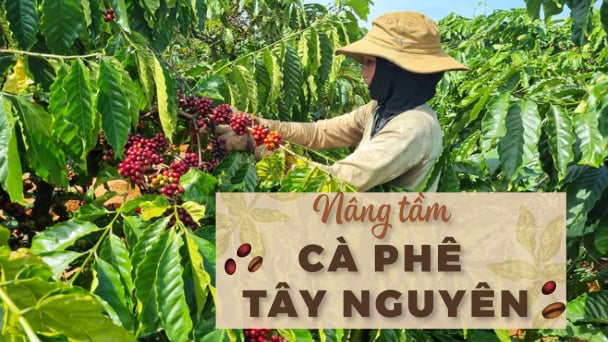 Lấy cà phê đặc sản làm điểm tựa phát triển thương hiệu
