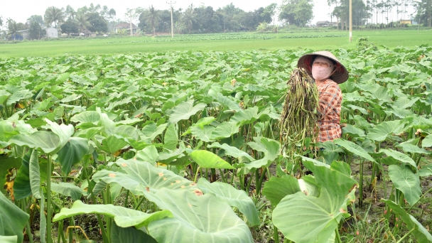 Trồng khoai bồng trên đất ngập mặn, nông dân xã đảo Đồng Rui khấm khá