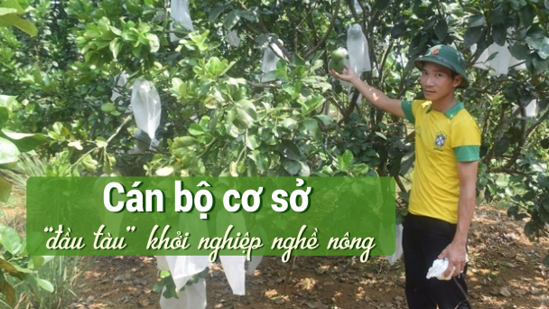 Trưởng thôn trẻ tiên phong trồng bưởi VietGAP