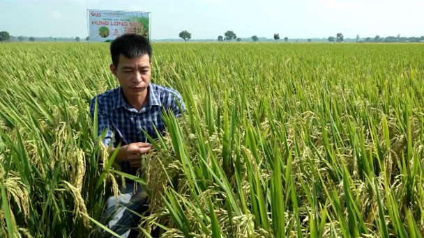 Hưng Long 555 đạt năng suất 12 tấn/ha tại Tây Nguyên