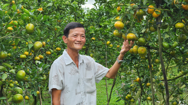Sử dụng phân bón khoa học để hồi sinh ‘vương quốc quýt hồng’