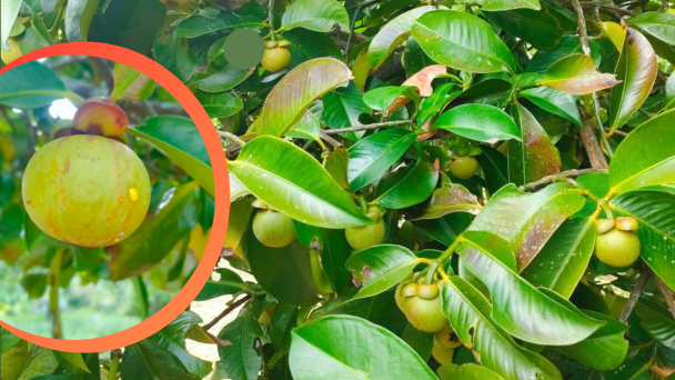 Món gỏi gà măng cụt 'lên cơn sốt', măng cụt xanh được thương lái săn lùng