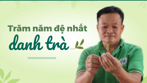Lạc vào xứ trà Tân Cương