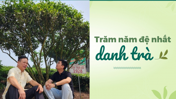 Những đôi tay ma thuật và thứ trà Tân Cương thượng hạng