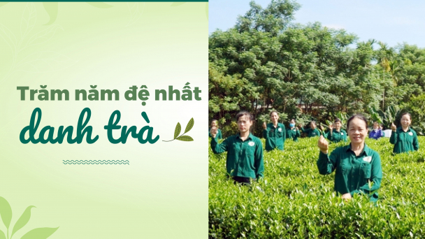 Gia tộc họ Phạm và hợp tác xã chè danh tiếng nhất Tân Cương