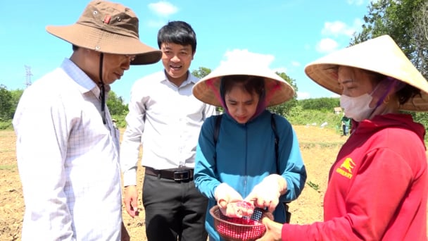 Trồng ngô biến đổi gen cho chăn nuôi tránh bỏ phí đất sản xuất