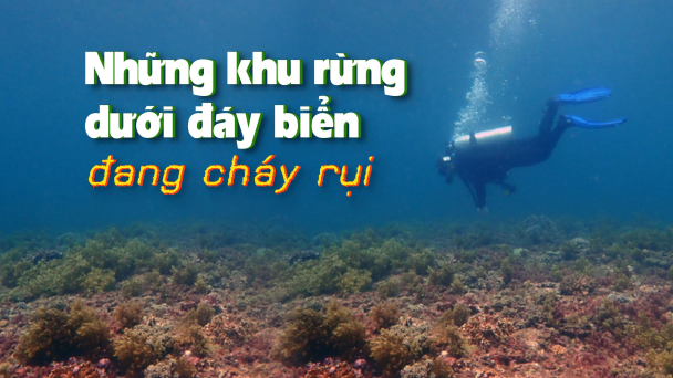 [Bài cuối]: Lặn bảo tồn biển và những phút chạm mặt cá mập, cá voi