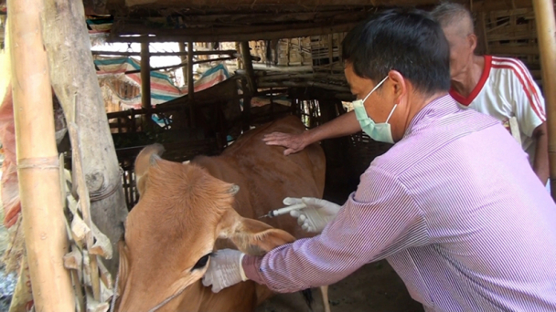 Kiên quyết không để người dân ăn thịt trâu, bò nhiễm bệnh nhiệt thán