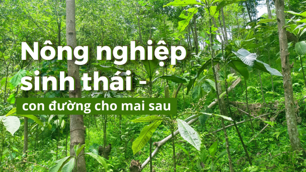 Làm giàu rừng để làm giàu từ rừng