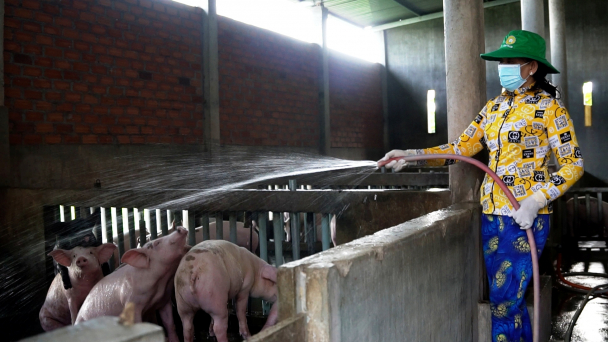 Giá heo đạt 57.000đ/kg, chăn nuôi nông hộ khởi sắc