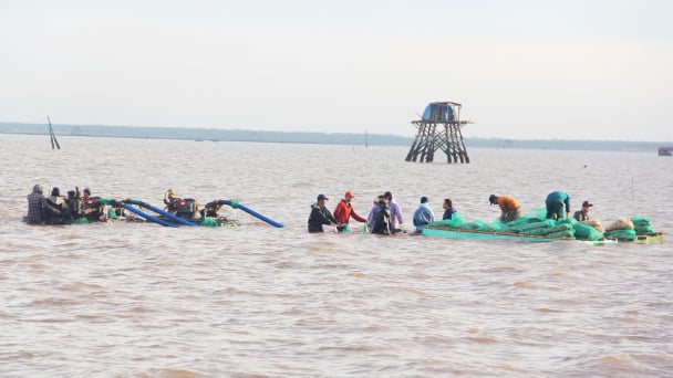 Theo chân đội tàu khai thác ngao