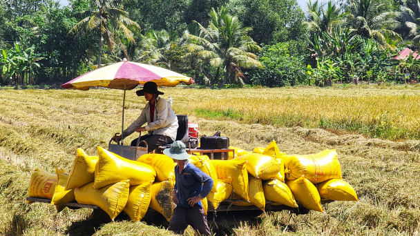 Giá phân bón trên đà giảm, nông dân phấn khởi vụ mùa mới