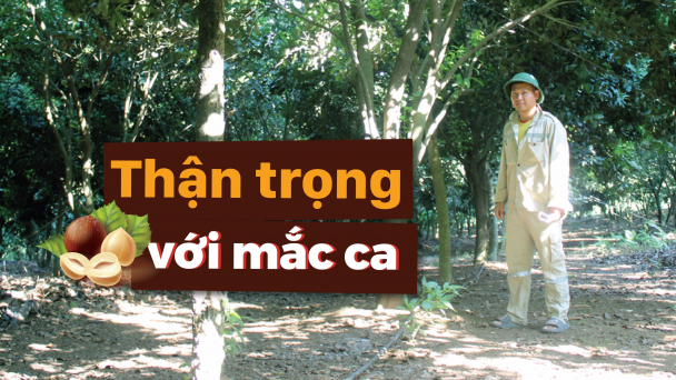 Trồng mắc ca kiểu 'hên xui'