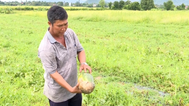 Nông dân xót xa vứt bỏ dưa hấu bị hỏng do ngập úng