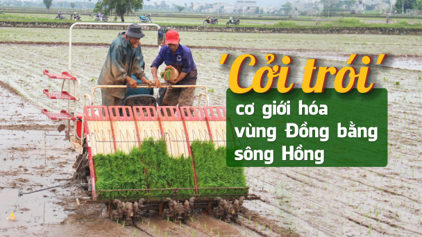 Cấy lúa bằng máy vẫn ì ạch