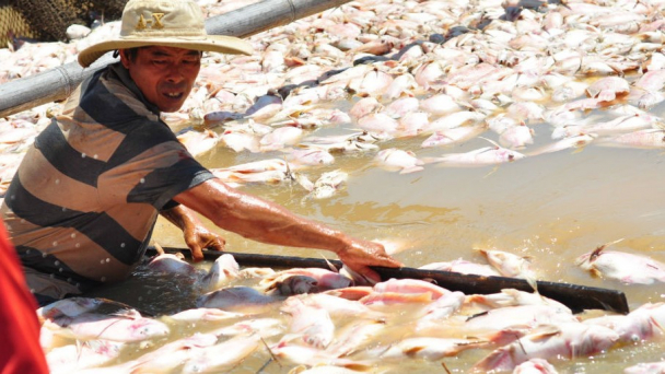 Mưa lũ về đột ngột, người dân thiệt hại hơn 1.800 tấn cá