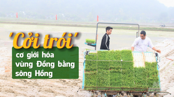 Chuỗi liên kết sản xuất tạo đà cho cơ giới hóa
