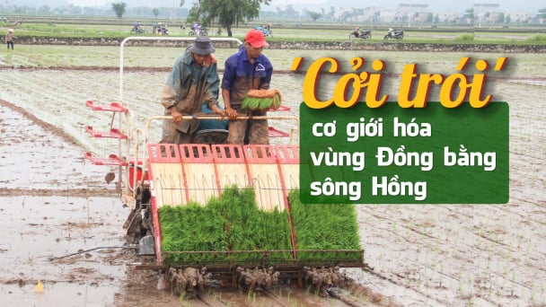 Cánh đồng lớn mở đường cho cơ giới hóa