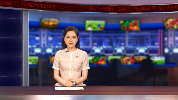 Nuôi lợn hữu cơ trên đệm lót sinh học, hướng mở cho nông hộ