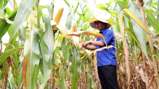 Giống ngô lai TM181 đóng bắp kín, lõi nhỏ, chịu bệnh tốt