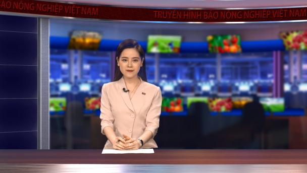 Khám phá chợ trâu, bò giao dịch cả nghìn con mỗi phiên