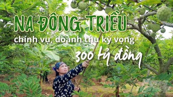 Na Đông Triều chính vụ, doanh thu kỳ vọng 300 tỷ đồng