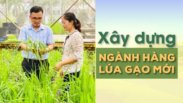 Viện Lúa ĐBSCL - Trung tâm khoa học lúa gạo quốc gia