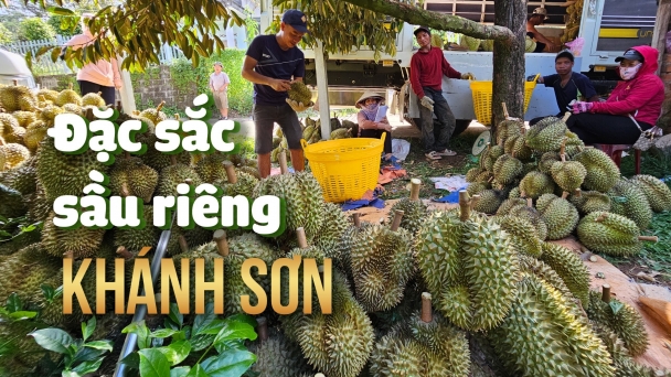 Xã miền núi có hàng trăm tỷ phú nhờ sầu riêng
