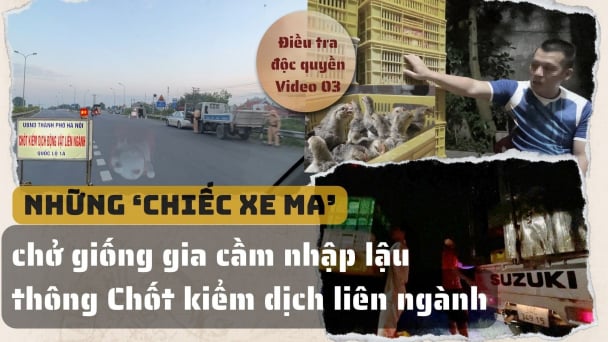 Những 'chiếc xe ma' chở giống gia cầm lậu thông chốt liên ngành [Video 3 - Điều tra độc quyền]