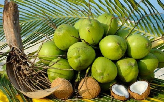 Trồng dừa hữu cơ, các bên cùng lợi