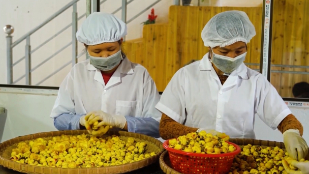 Người trồng trà hoa vàng hữu cơ được hỗ trợ 70% chi phí cây giống
