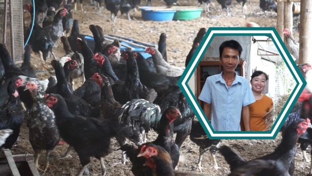 Chàng trai khuyết tật nuôi gà lai chọi, thu nhập 30-50 triệu đồng/tháng
