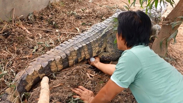 Lối thoát cho ngành hàng cá sấu