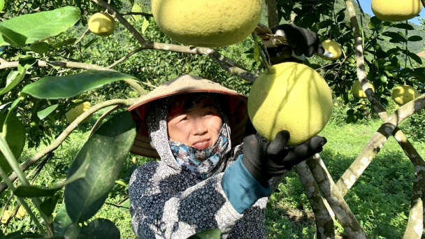 Bưởi Tuyên Hóa 'biến' nhiều hộ dân thoát nghèo