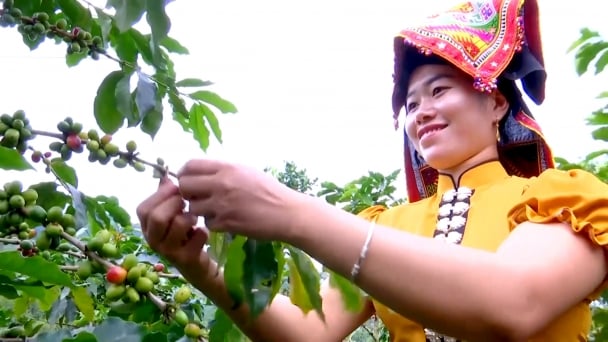 Nâng tầm cà phê Arabica Sơn La