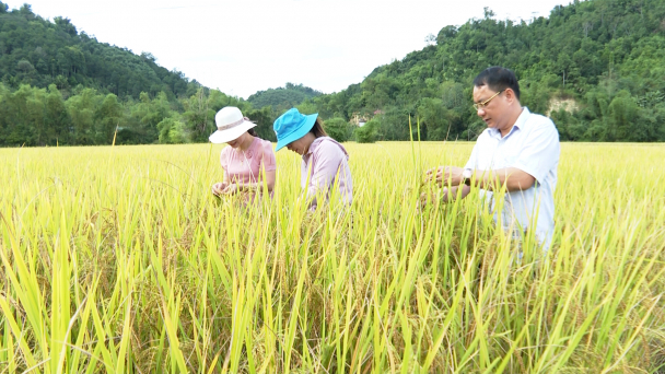 Bắc Kạn lần đầu có lúa hữu cơ được cấp chứng nhận