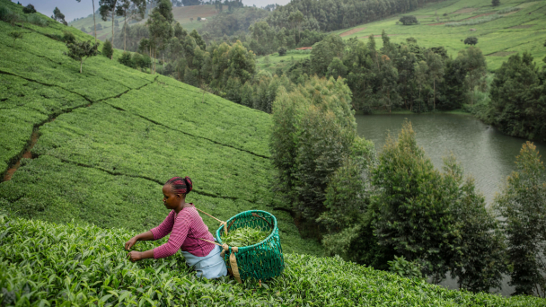 Thành lập Trung tâm Đổi mới Hệ thống Lương thực Thực phẩm tại Kenya