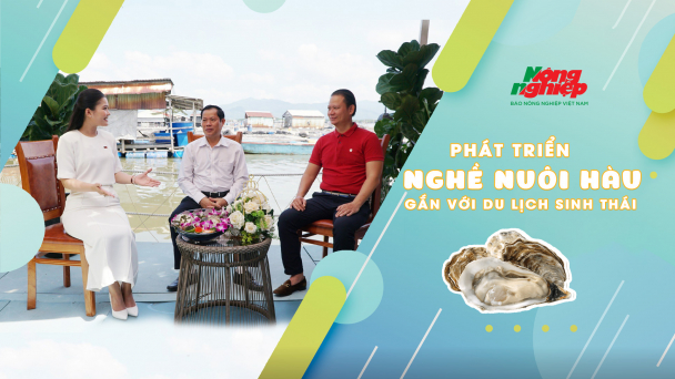 Nuôi hàu gắn với du lịch sinh thái