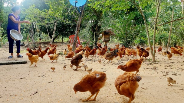 Lực đẩy giảm nghèo cho Phù Hóa