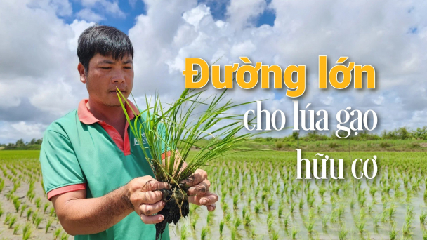 Hợp tác xã đặt mục tiêu 1.000ha tôm - lúa hữu cơ