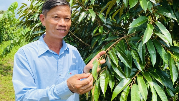 Làm giàu từ sầu riêng hữu cơ