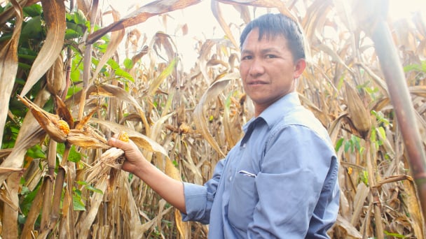 Thời tiết bất lợi, ngô Sơn La giảm năng suất