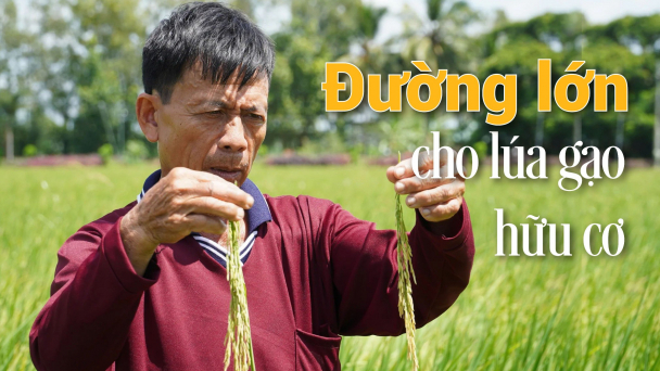 Chiến lược lúa đặc sản gắn với hữu cơ của Sóc Trăng