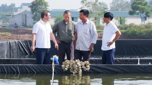 Perkinsus Marinus, bệnh đặc biệt nguy hiểm trên hàu: Định kỳ rà soát, phòng bệnh là chính