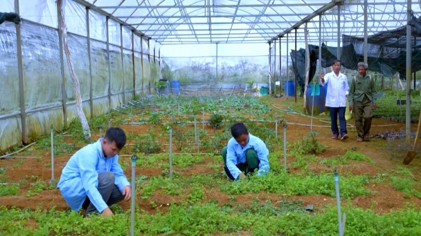 Người dân vùng cao An Toàn trồng dược liệu, mong đổi đời