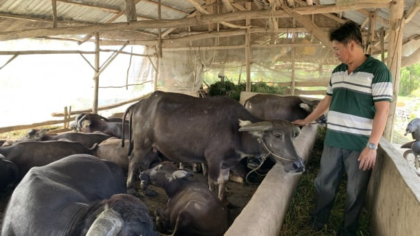 Chăn nuôi trâu giảm dần theo giá bán