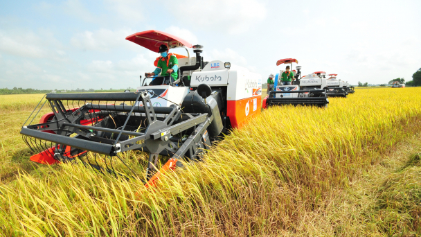 Năng suất lúa An Giang dẫn đầu vùng ĐBSCL